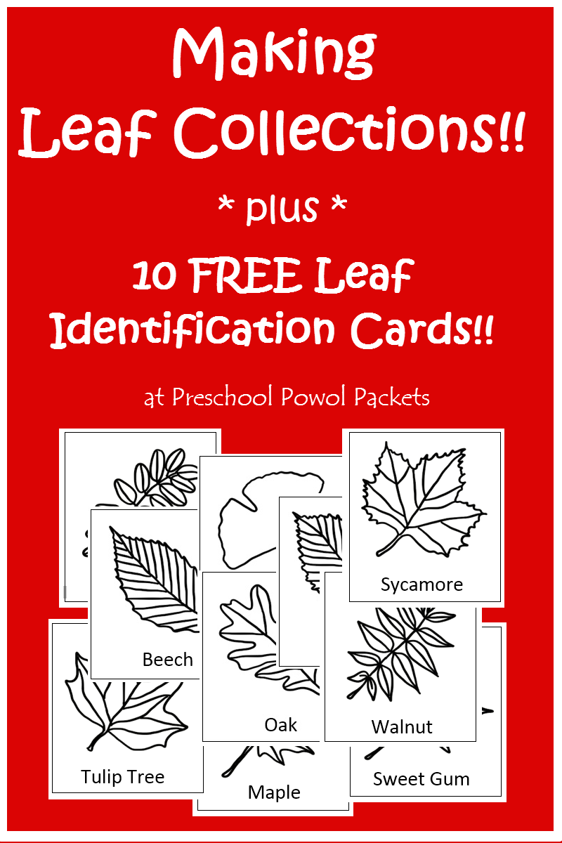 Free Printable Leaf Identification Cards