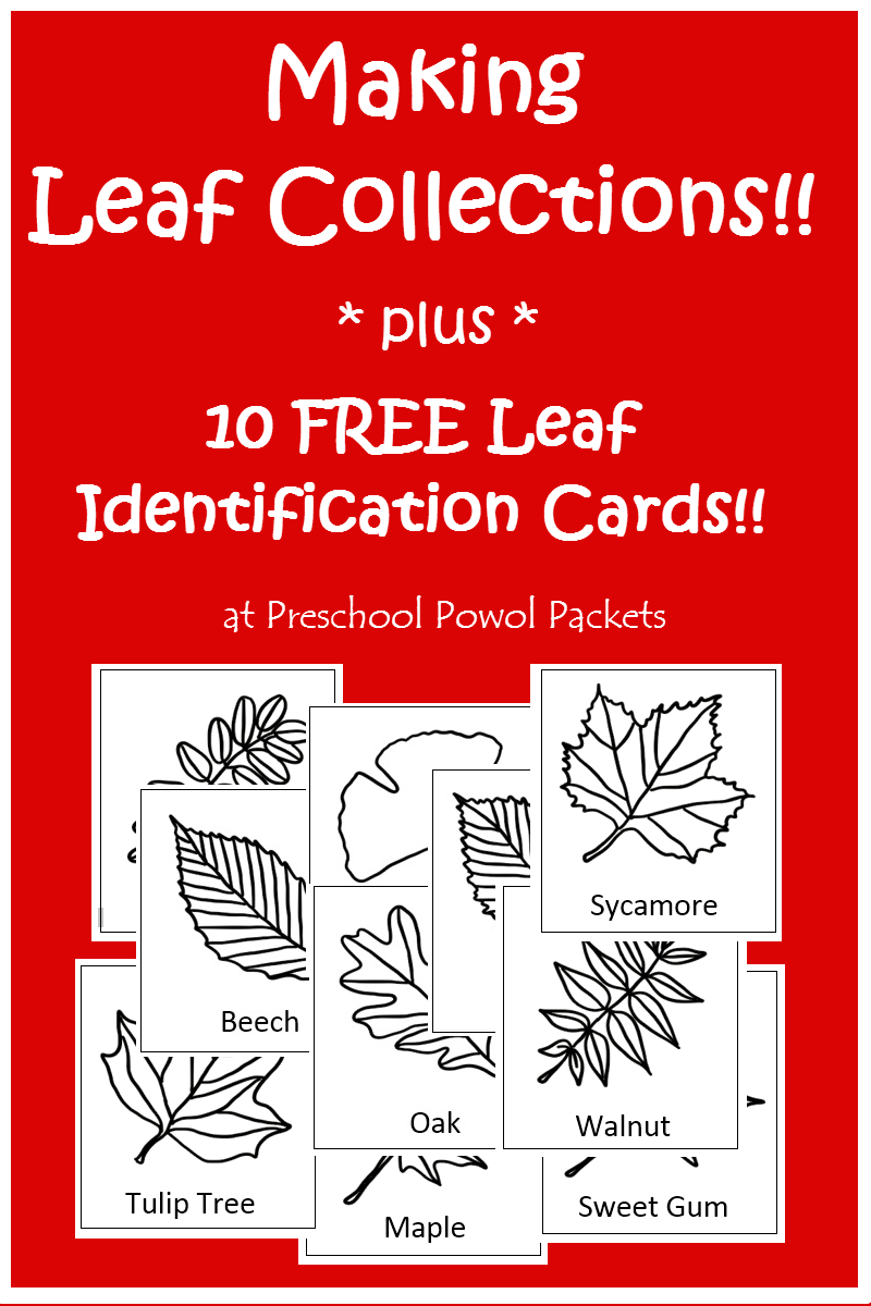 Tree Leaf Collection With FREE Leaf Identification Cards Preschool 
