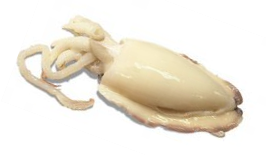 Proteinas de las sepias