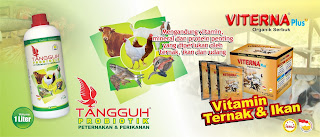 Trik Budidaya Ikan Gabus Trik Budidaya Ikan Gabus
