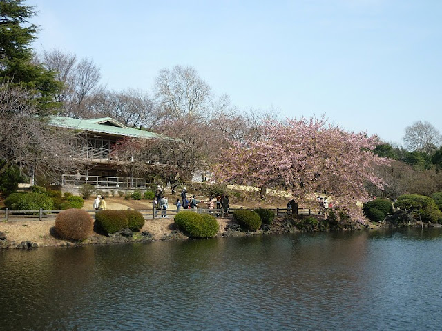 dove osservare la fioritura dei ciliegi a tokyo