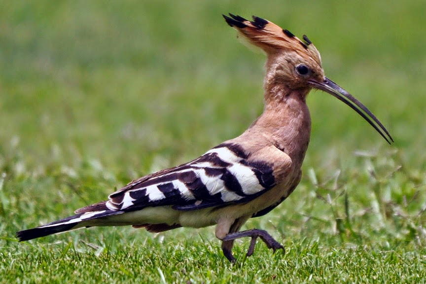 HOOPOE CREST BIRD photos wallpapers the fun bank