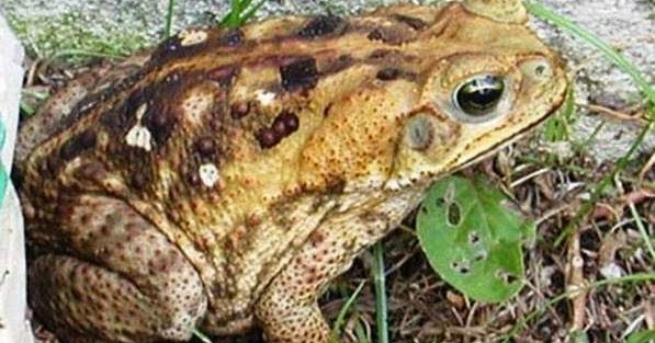 What Can I Give My Dog For Toad Poisoning What Can I Give My Dog For Toad Poisoning