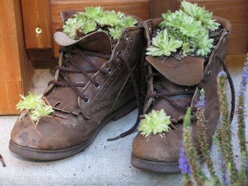 غرس النباتات في حذاء قديم