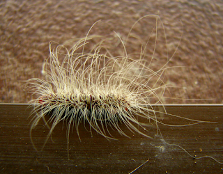 Long Hair Caterpillar