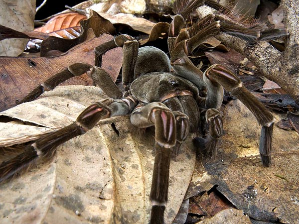 what is the worlds largest spider the garden of eaden goliath bird eating spider size comparison