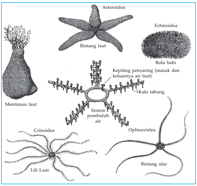 pengertian filum  echinodermata  sistem saluran air 