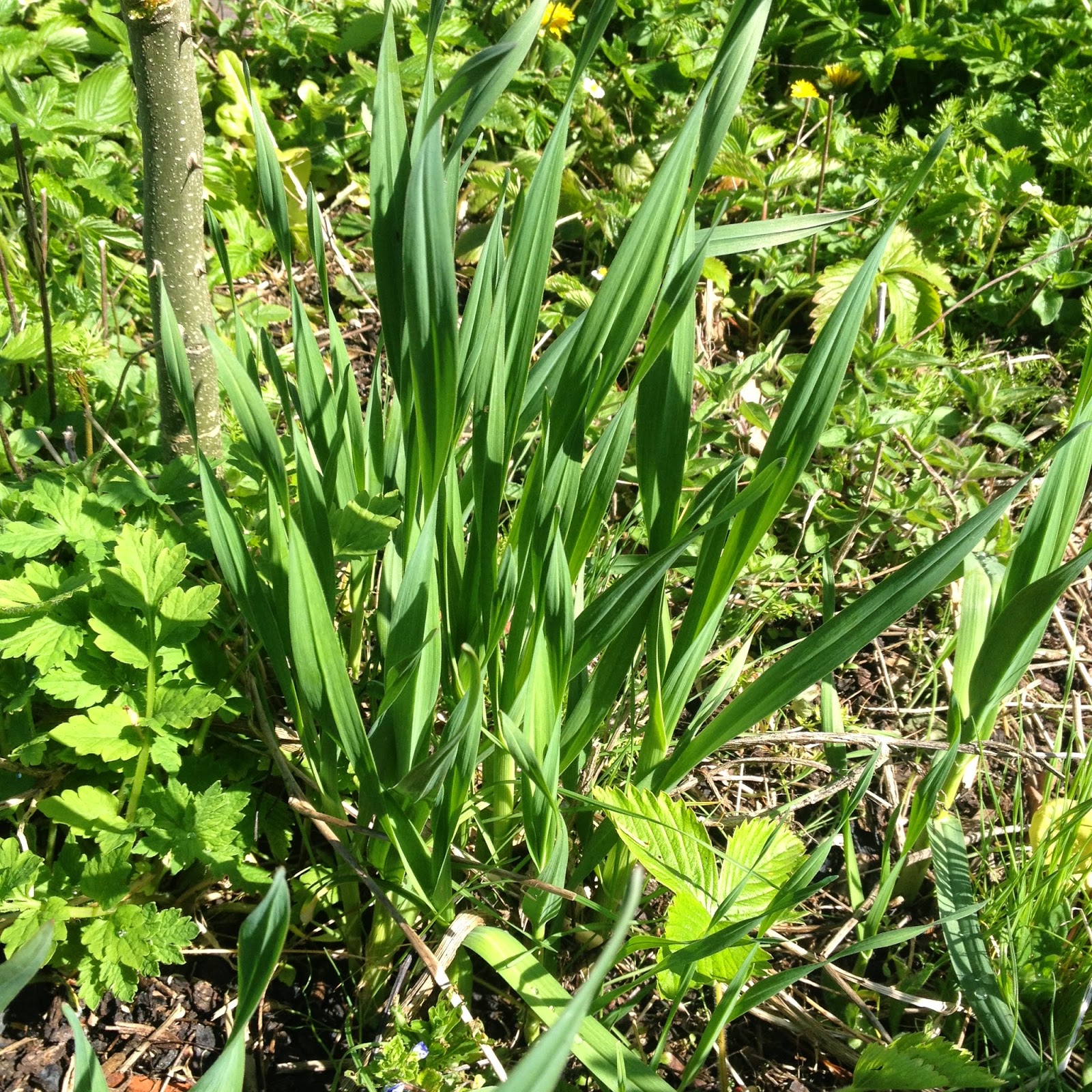 The Linear Legume Leek/garlic grass?