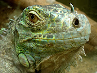 Iguana head photos