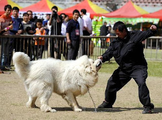 Tibetan Mastiff Training, How to Train a Tibetan Mastiff Dog, Tibetan Mastiff Trainers