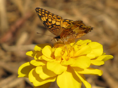 Butterfly on Marigold
