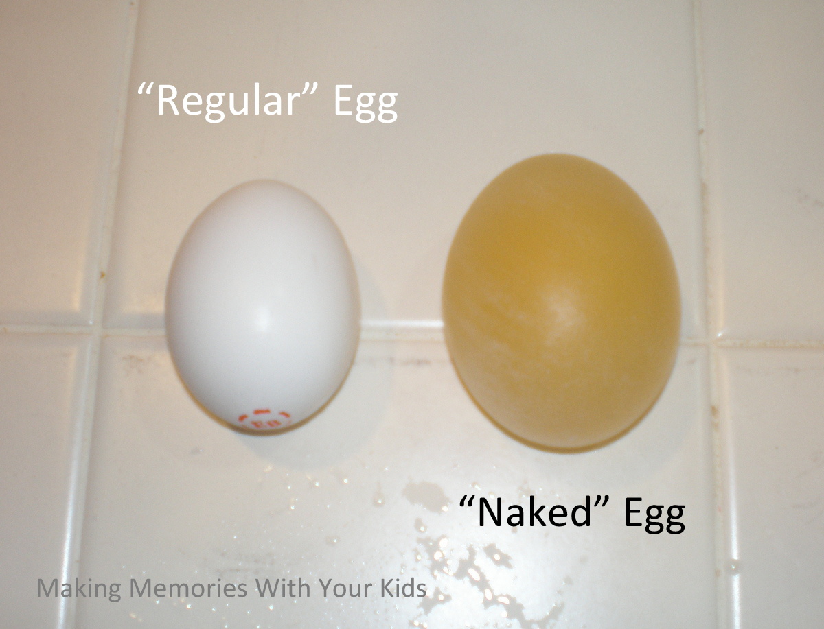 Naked Egg Expermint