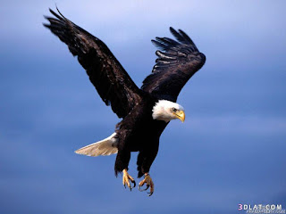 صور طيور جميلة وصور طيور جميلة صور طيور جميلة وصور طيور جميلة