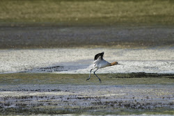 gabe tiday avocet wyoming