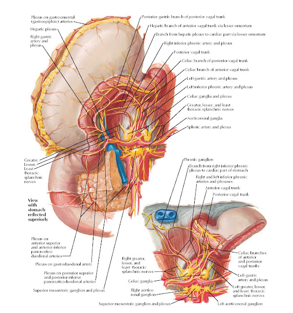 Autonomic Innervation of Stomach and Duodenum (continued) Anatomy