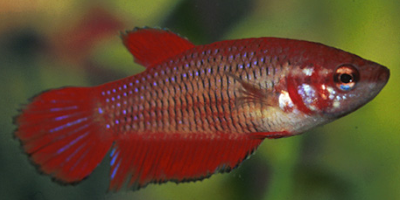 Ikan Cupang Siap Kawin Atau Pijah Inilah Cirinya Ikan Cupang Siap Kawin