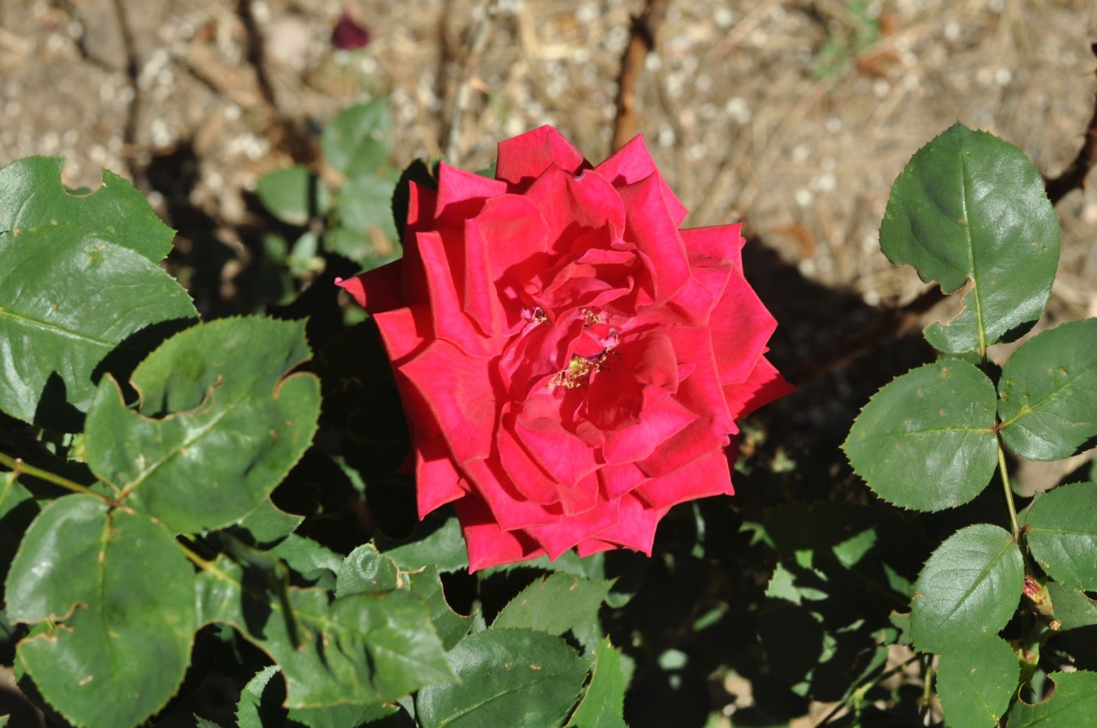 Coloring Pages Roses Free Printable Coloring Pages Coloring Pages Roses Free Printable Coloring Pages