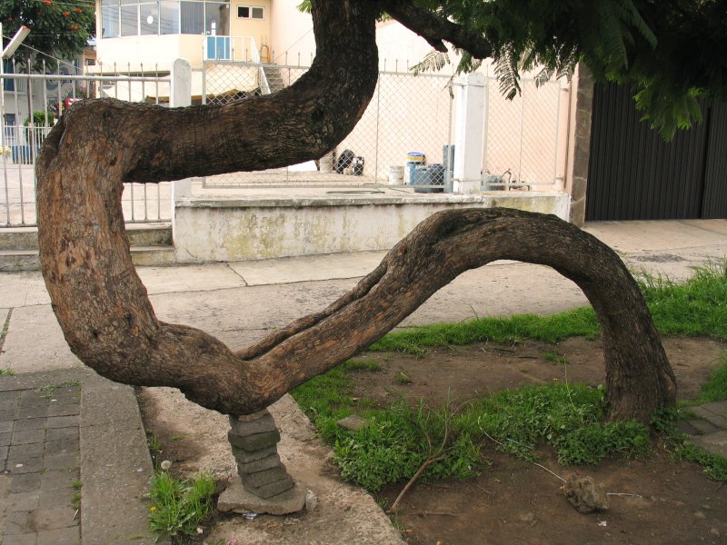 Biology Growing straight trees.