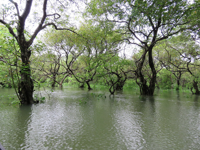 Koroch tree in the Gowain River