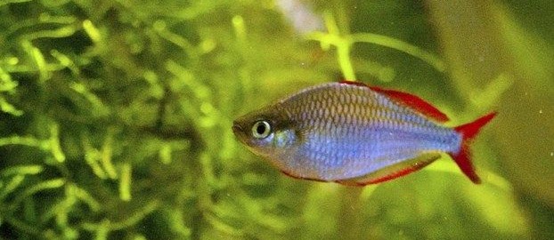 Jenis Ikan Hias Air Tawar Rainbow serta Harganya pada Pasaran