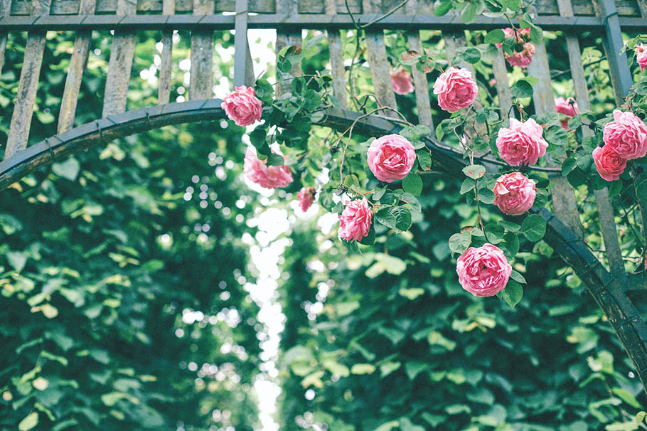 roses trellis