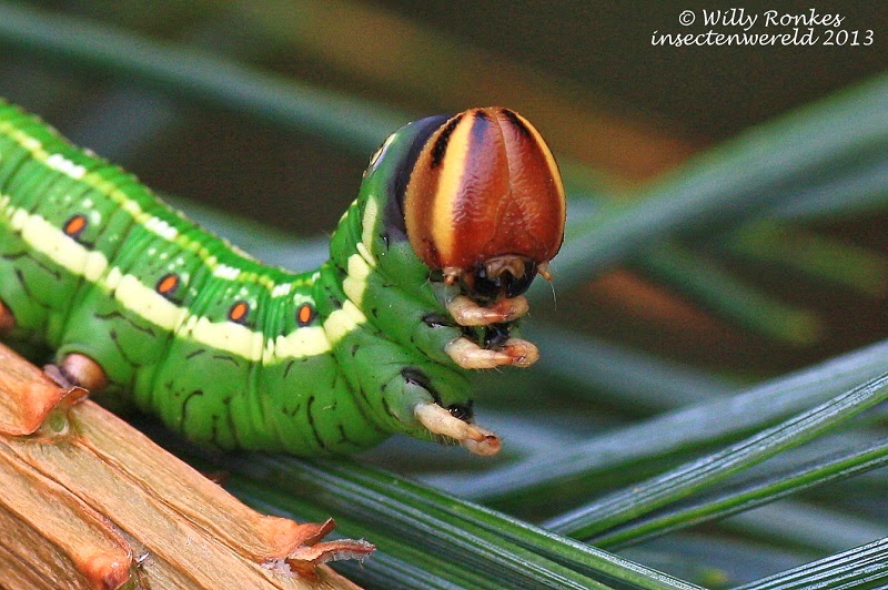 INSECTENWERELD Rups dennenpijlstaart