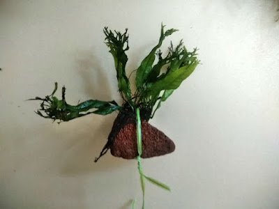 茎の部分をビニタイで固定したミクロソリウム・ウェンディロブ