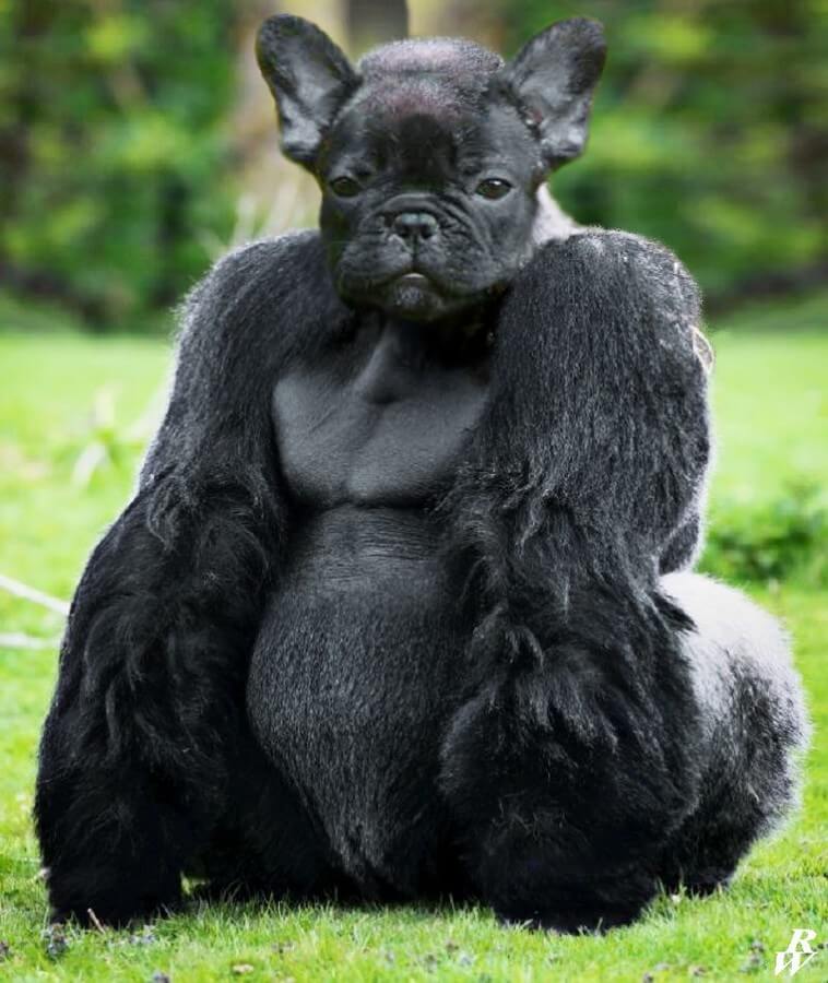 Design Stack A Blog about Art, Design and Architecture Sweet Animals