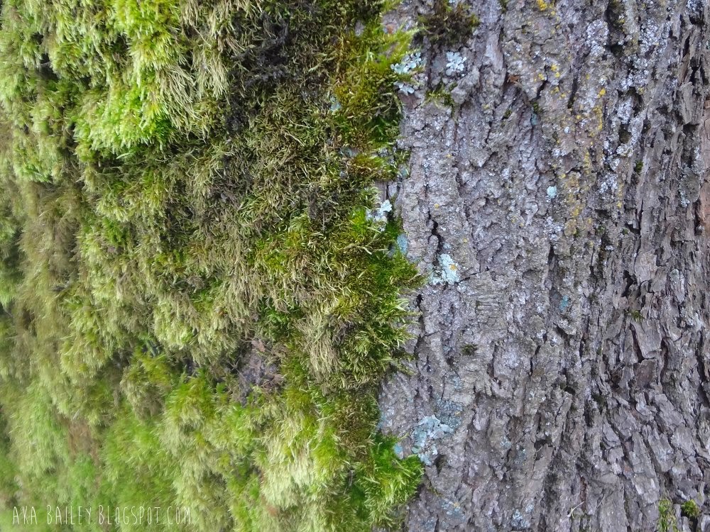 Tree covered in moss on one side