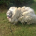 Cão Que Viveu Seis Anos Em Celeiro Perde Quase 16 Kg de Pelos Após Tosa