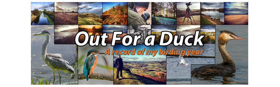 Out4aduck - A record of my birding year