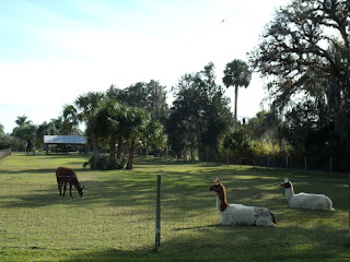 Llamas Llamas
