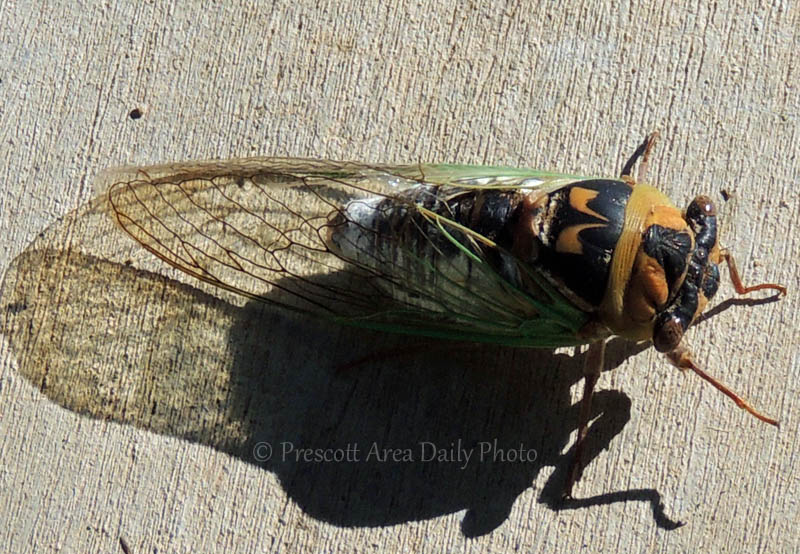 Prescott Area Daily Photo