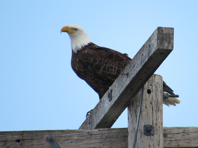 Tule Lake National Wildlife Refuge California birding hotspot Klamath Basin