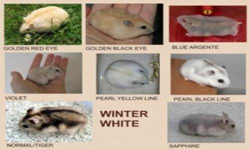 Mengenal Jenis Hamster Paling Populer di Indonesia https://miefbird.blogspot.com/2018/03/mengenal-jenis-hamster-paling-populer.htm