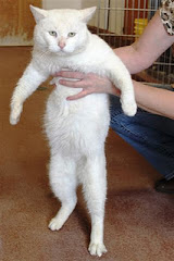 12/28/11 "Legally Cats at this High Kill Shelter Get 4 Days Before Euth!"