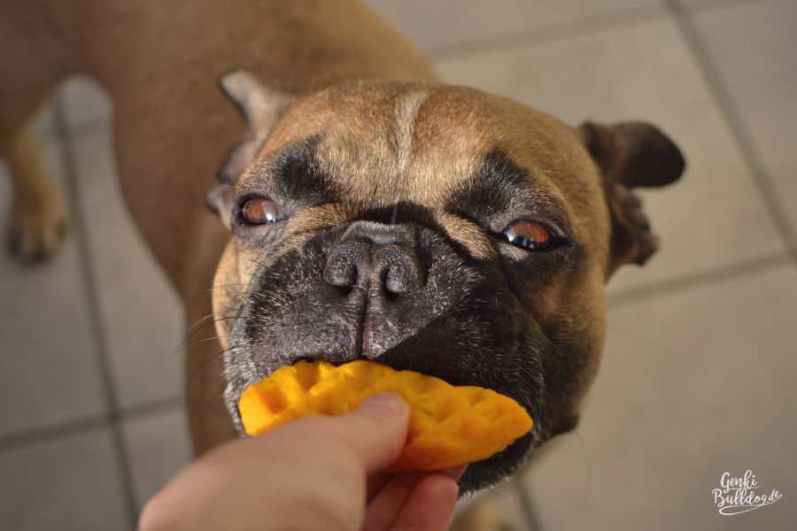 Rezept: Kürbiswaffeln für Hunde Hundekuchen Hundeleckerli Hundekekse backen DIY Rezept selbstgemacht Rezept: Kürbiswaffeln für Hunde Hundekuchen Hundeleckerli Hundekekse backen DIY Rezept selbstgemacht