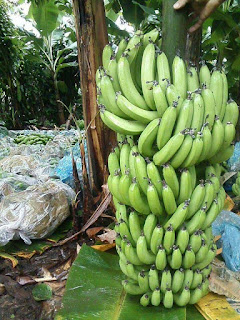 Doença chamada “Raça 4 Tropical” pode causar a Extinção da Plantação de Banana no Brasil