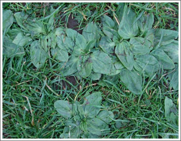 Morphosis Wodwo Vergil Eclogue 9