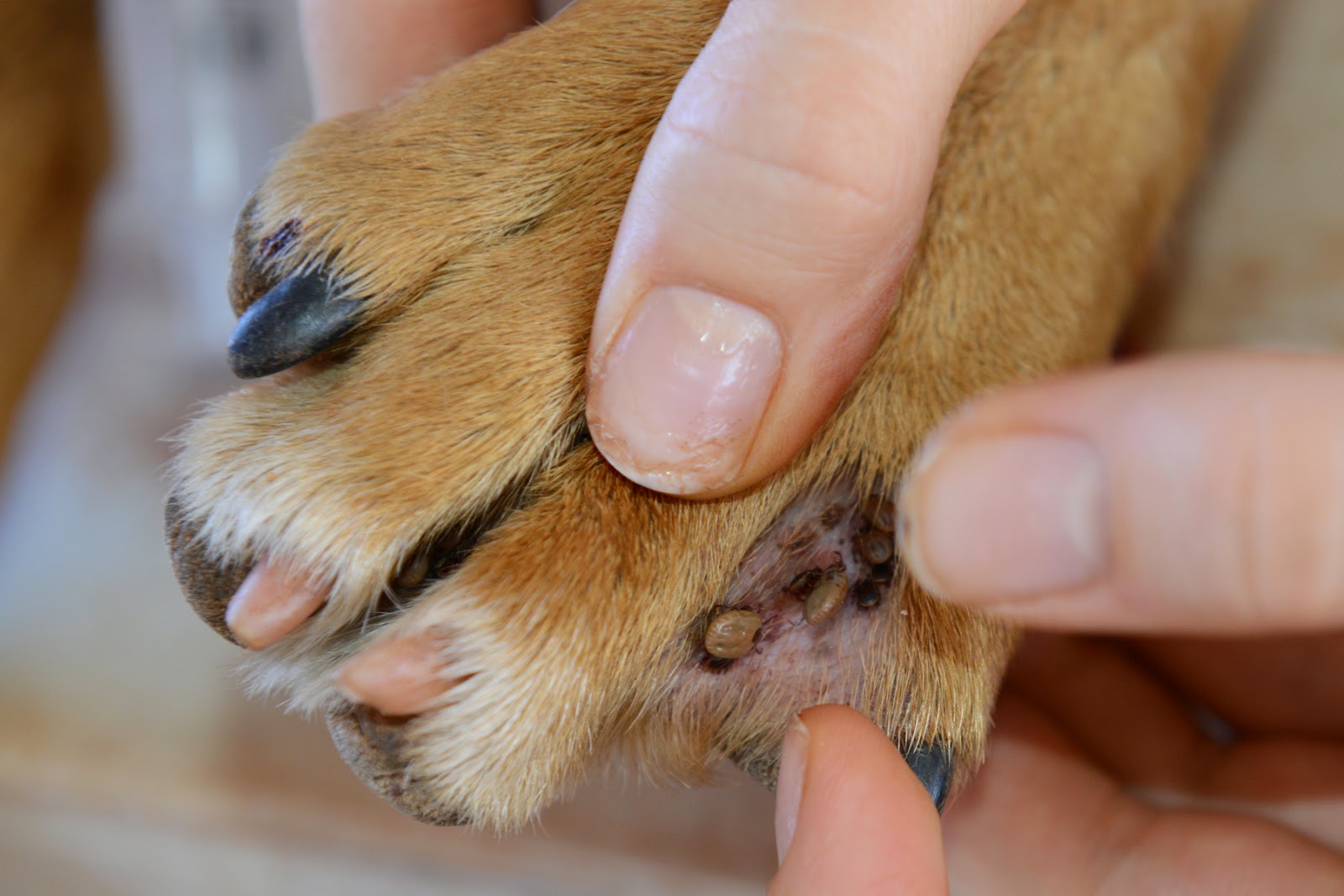 Small Animal Talk What Do Ticks Look Like 