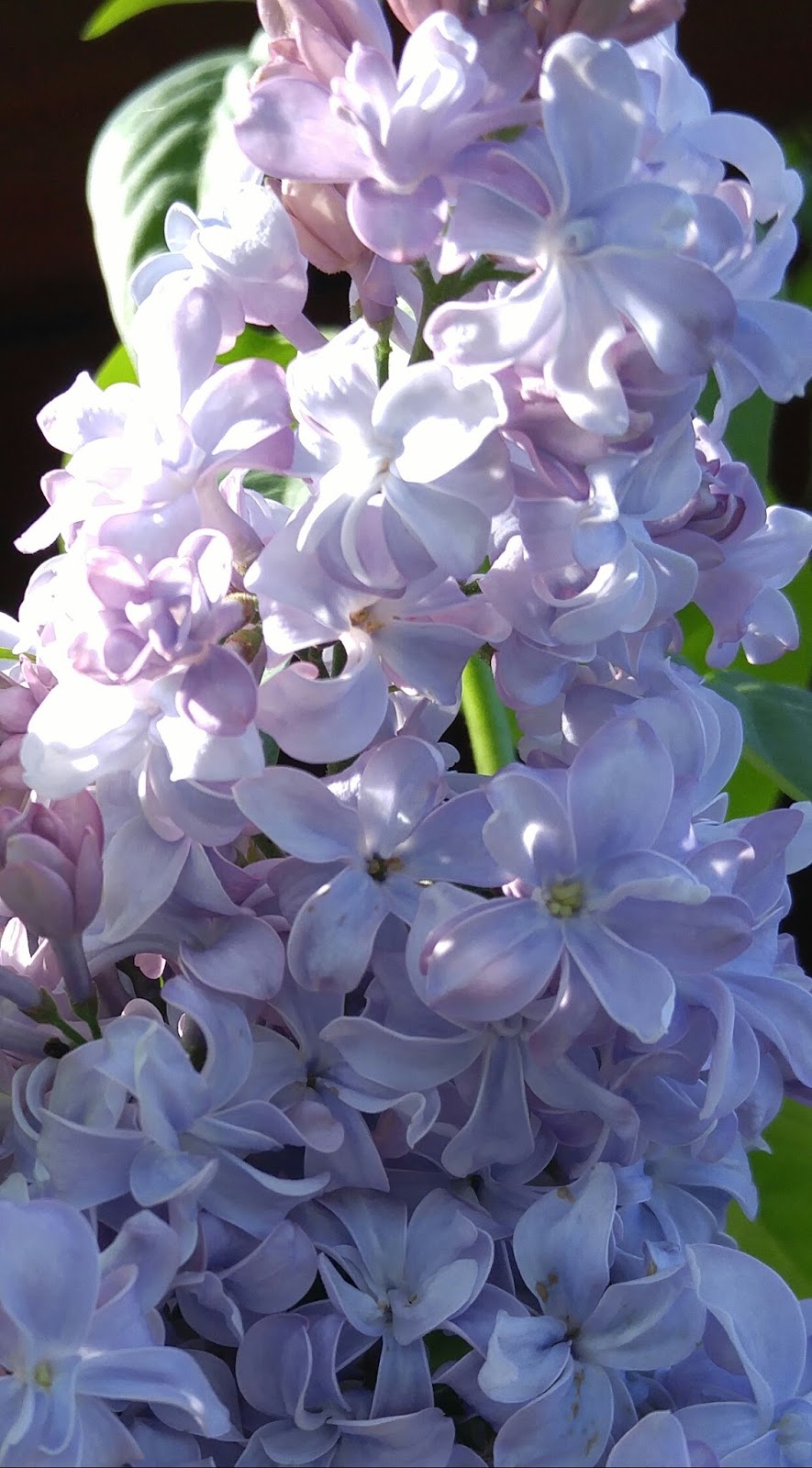 Color of the Month April 2017 Lilac My WAHM Plan