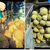 Lelaki Ini Dedah Muslihat Penjual Durian Yang Ramai Tidak Tahu