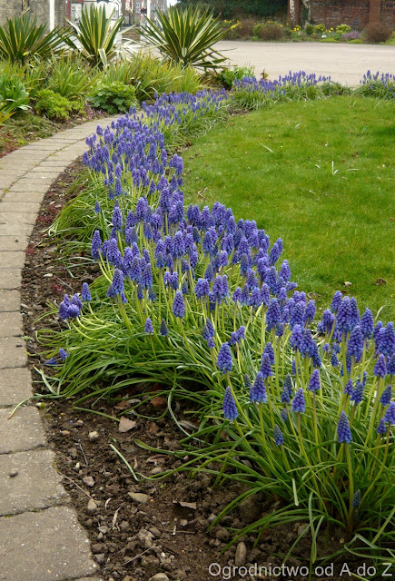 Szafirki Muscari