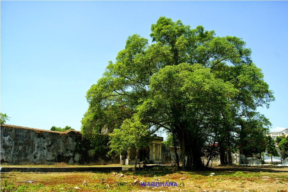 Gambar Pohon Beringin Gambar Pemandangan