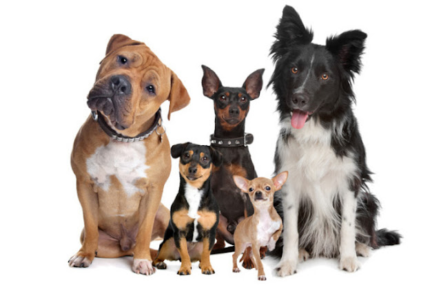 Allergy Medicine For Dogs Allergy Medicine For Dogs