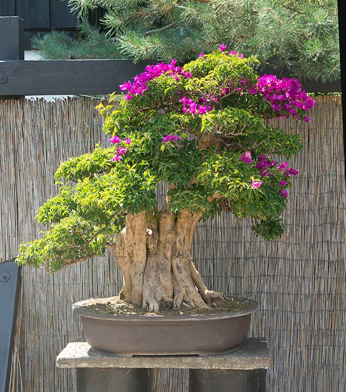 Walter Pall Bonsai Adventures Bonsai Zentrum Heidelberg