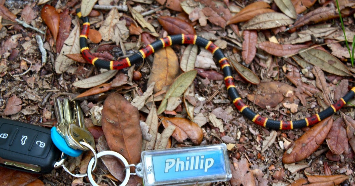 Phillip's Natural World: Coral Snake