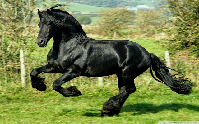 black horse Photo wallpaper hd