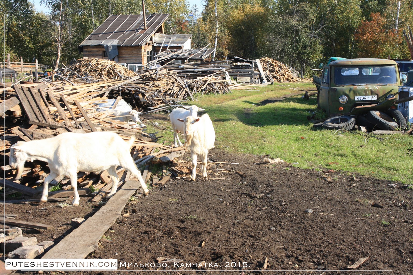 Козы в камчатской деревне