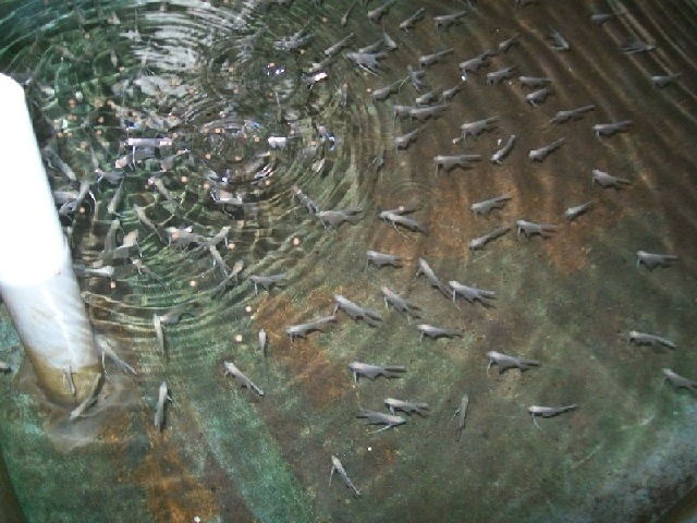 Pembibitan Ikan Patin di Kolam